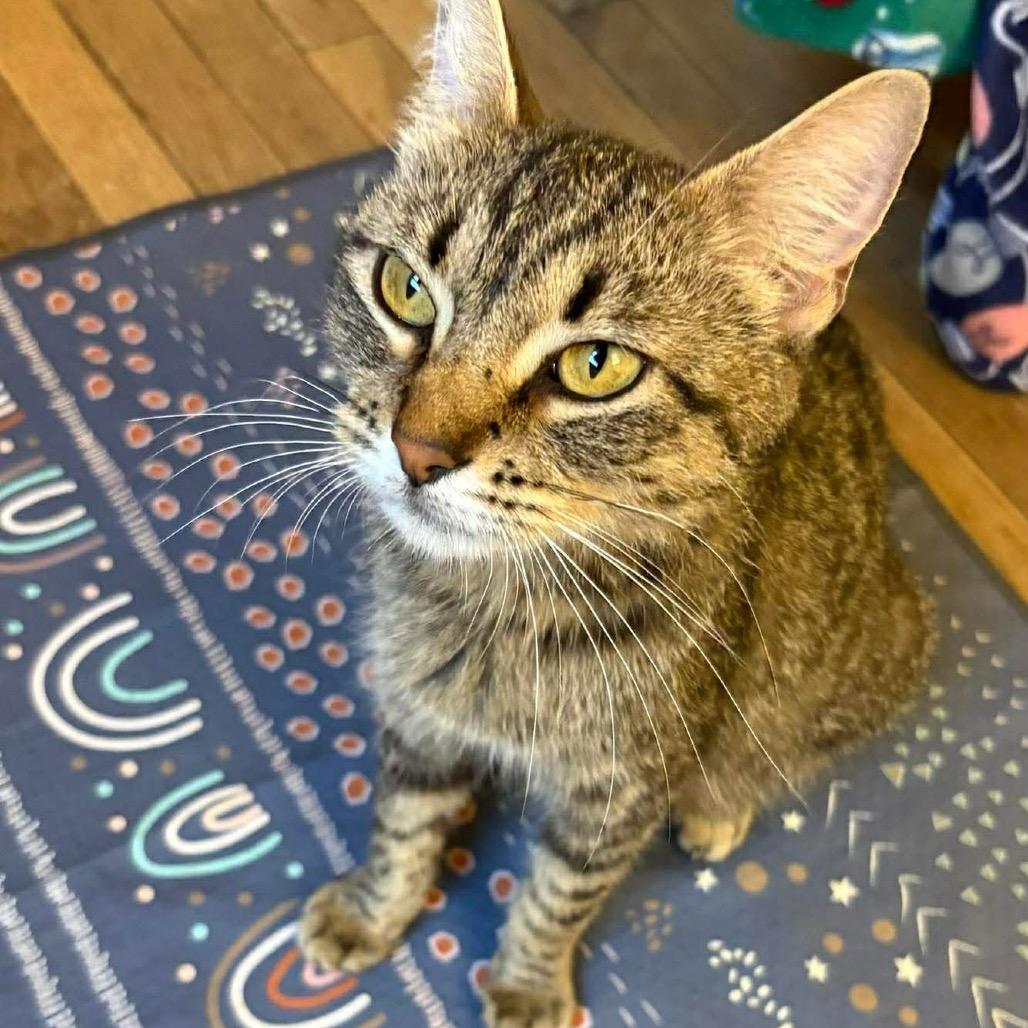 Maple, Adoptable, Young Female Domestic Short Hair.