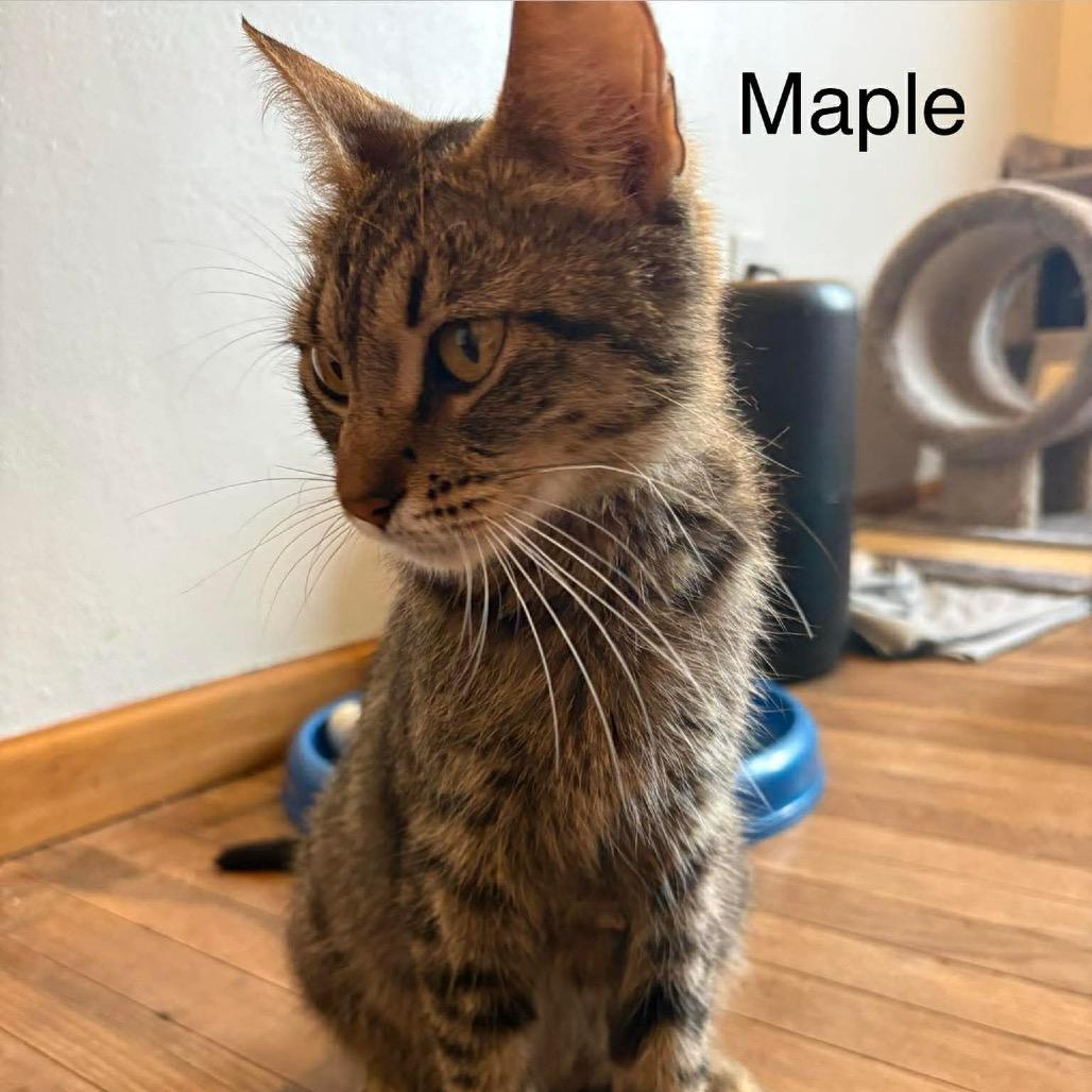 Maple, a Adoptable Domestic Short Hair in Chillicothe, IL image 2/2