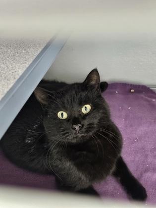 Enlarge Raven, a Adoptable mixed breed in Washington, IA image 1/3