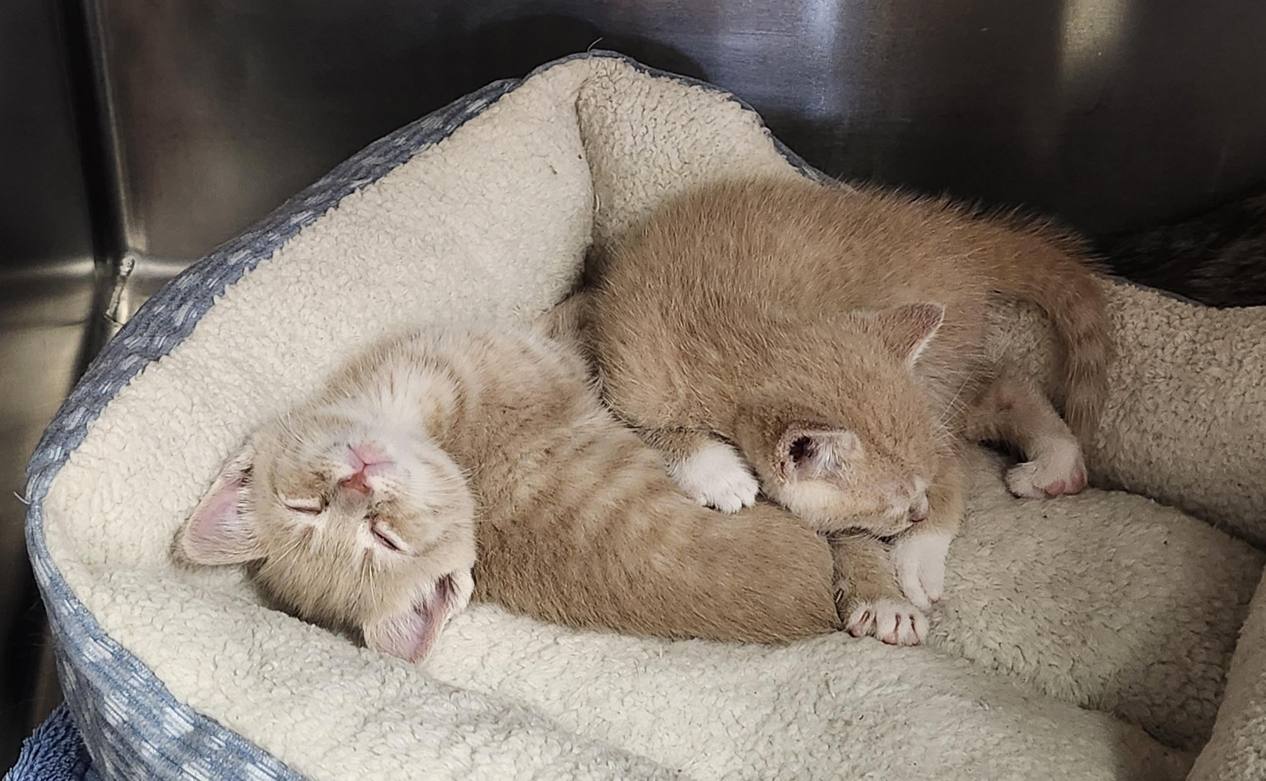Lemon, ADOPTABLE, Kitten Male Domestic Short Hair.