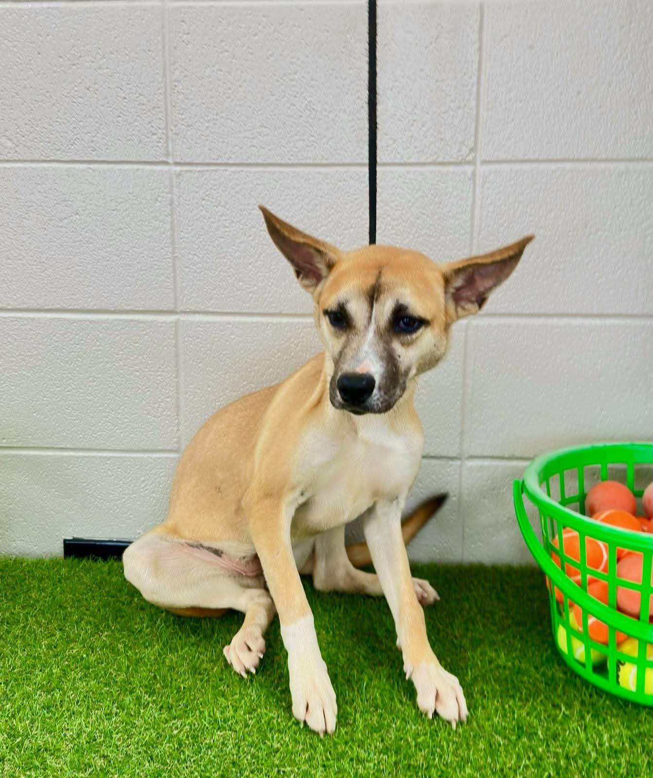 Grace, ADOPTABLE, Adult Female German Shepherd Dog.