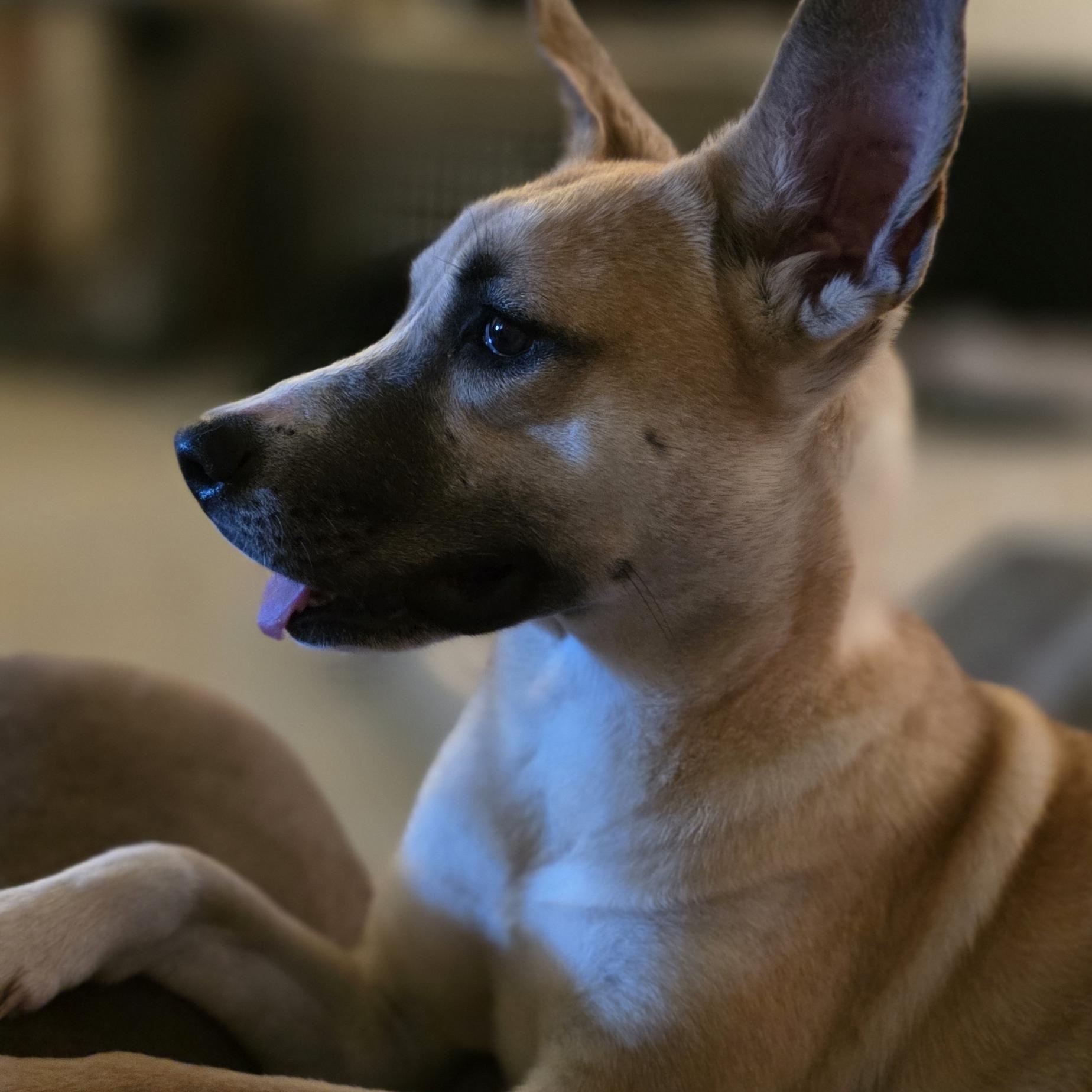 Enlarge Grace, a ADOPTABLE mixed breed in Baker, LA image 3/4