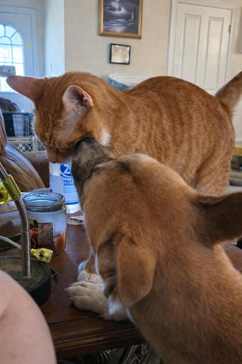 Enlarge Grace, a ADOPTABLE mixed breed in Baker, LA image 4/4