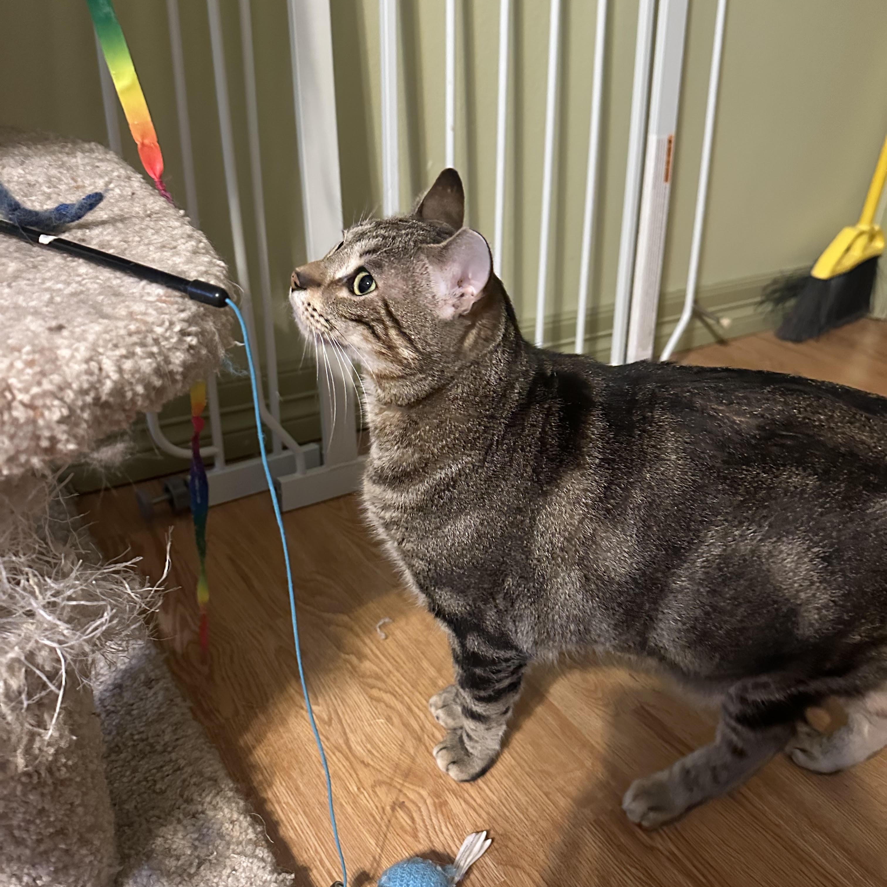 Enlarge Apollo Bell, a Adoptable Domestic Short Hair in Denver, CO image 3/4