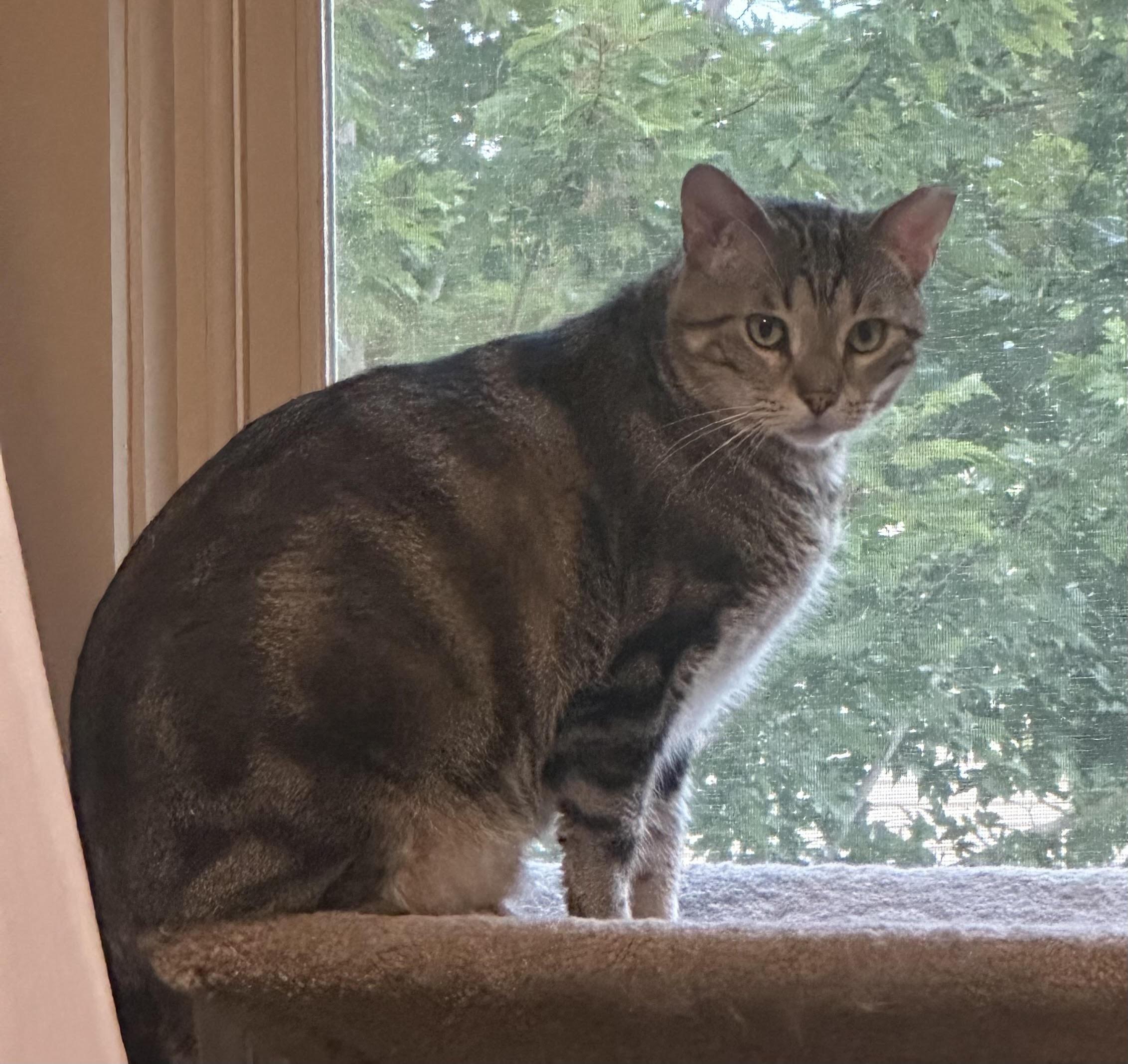 Apollo Bell, Adoptable, Adult Male Domestic Short Hair.