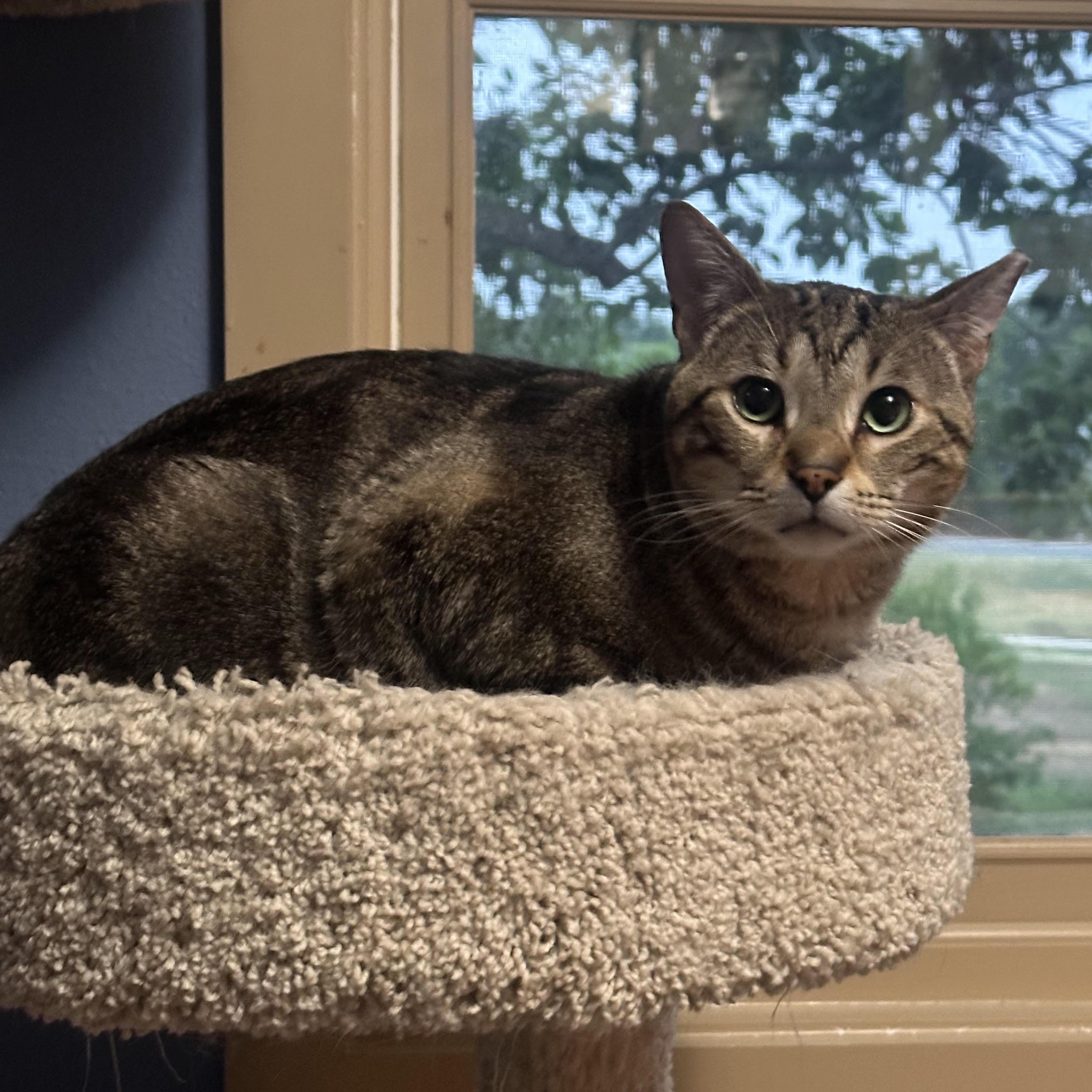Enlarge Apollo Bell, a Adoptable Domestic Short Hair in Denver, CO image 2/4
