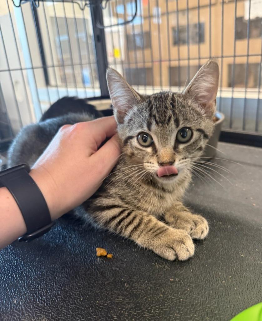 Copeland, Adoptable, Kitten Male Domestic Short Hair.