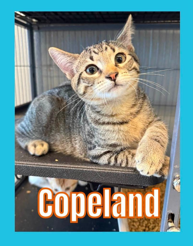 Enlarge Copeland, a Adoptable mixed breed in Bossier City, LA image 2/2