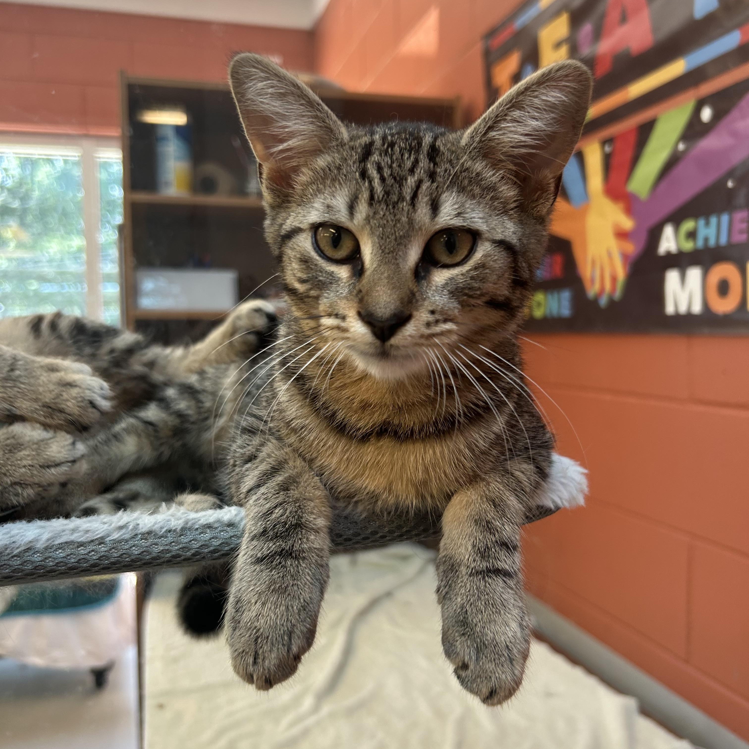 Enlarge Harry, a Adoptable Domestic Short Hair in Southold, NY image 1/1