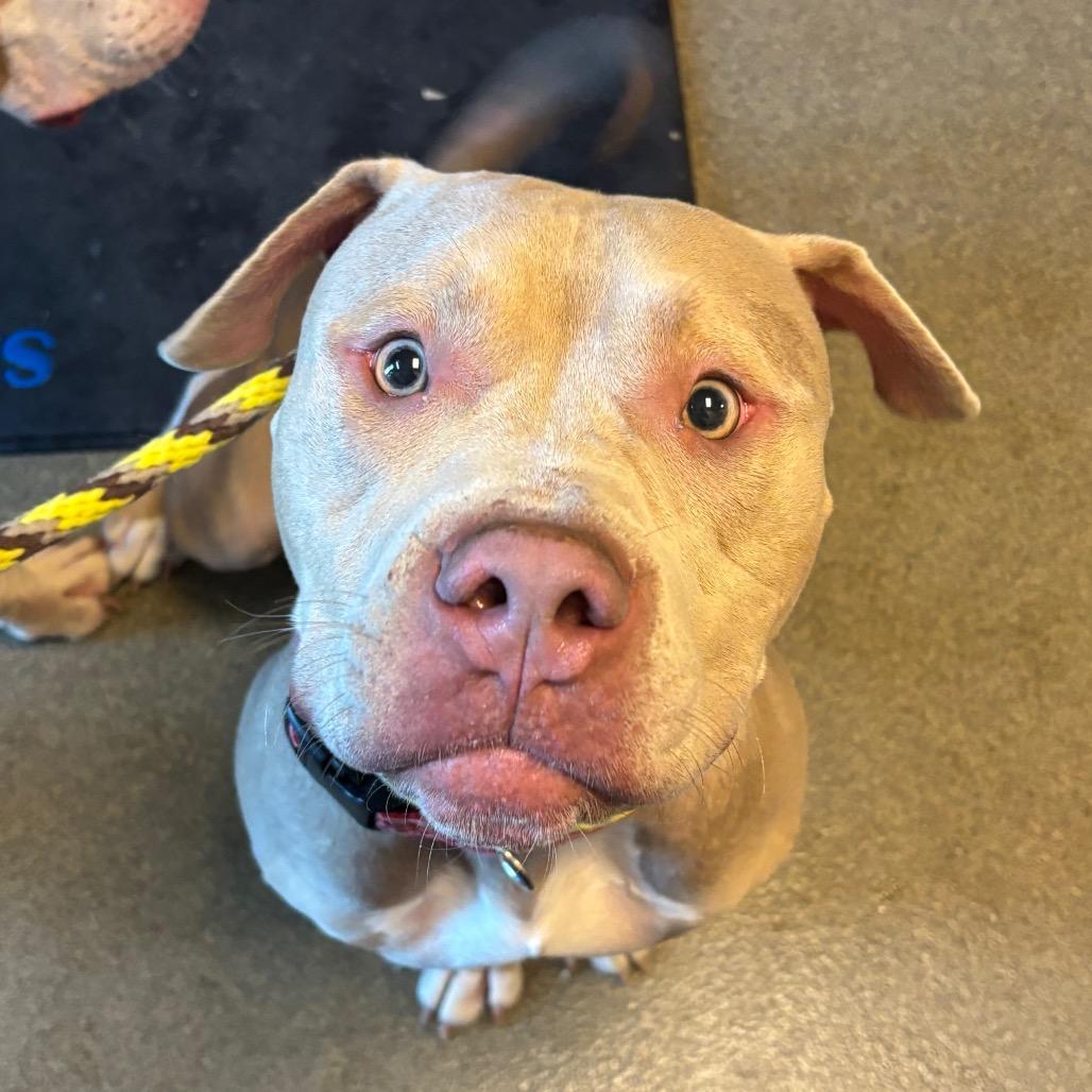 Chad, Adoptable, Adult Male Pit Bull Terrier.