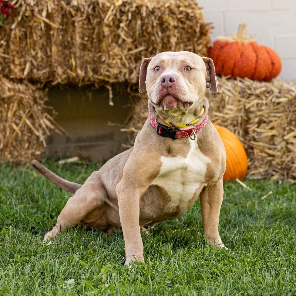 Chad, a Adoptable Pit Bull Terrier in Council Bluffs, IA image 2/4