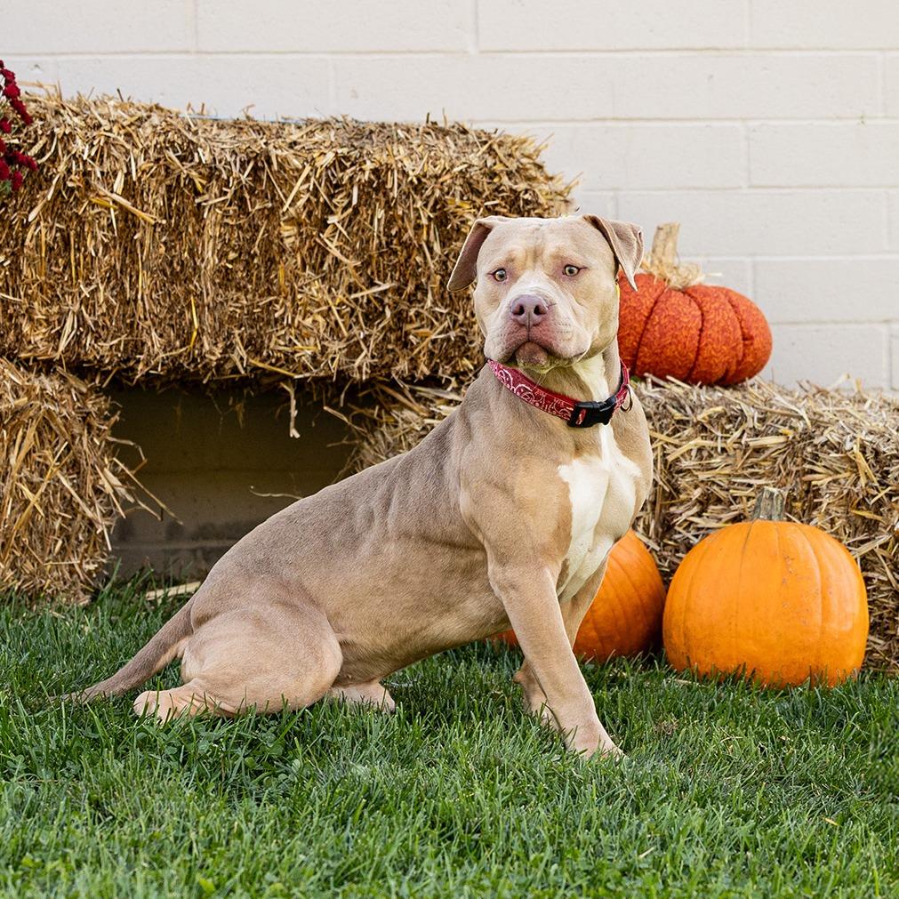 Chad, a Adoptable Pit Bull Terrier in Council Bluffs, IA image 3/4