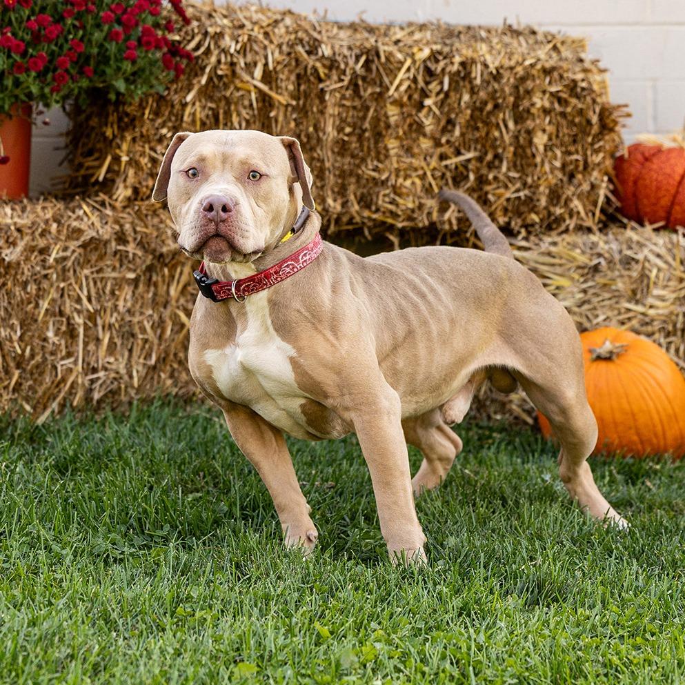 Chad, a Adoptable Pit Bull Terrier in Council Bluffs, IA image 4/4