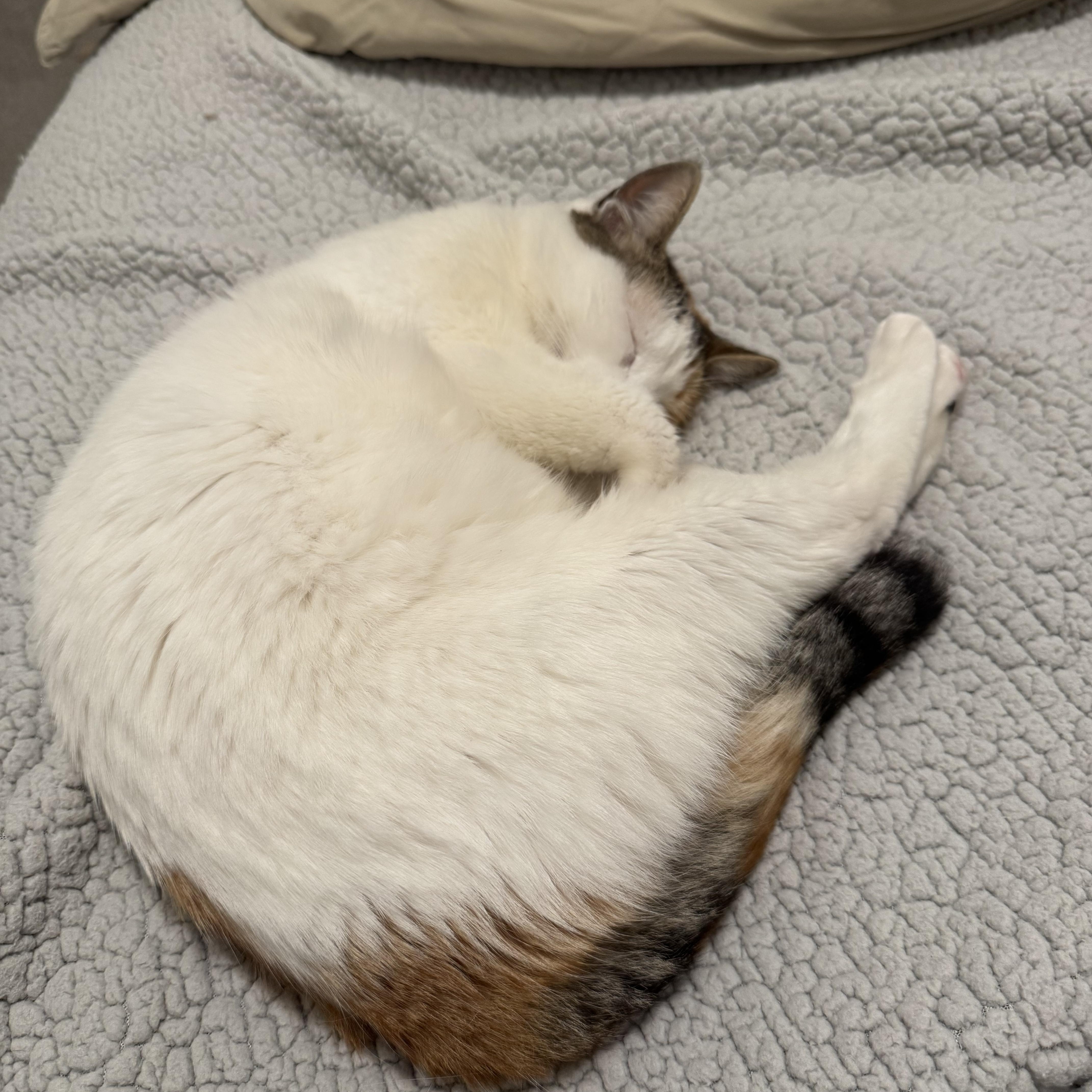 Enlarge Estelle, an adoptable American Shorthair in Austin, TX image 3/3