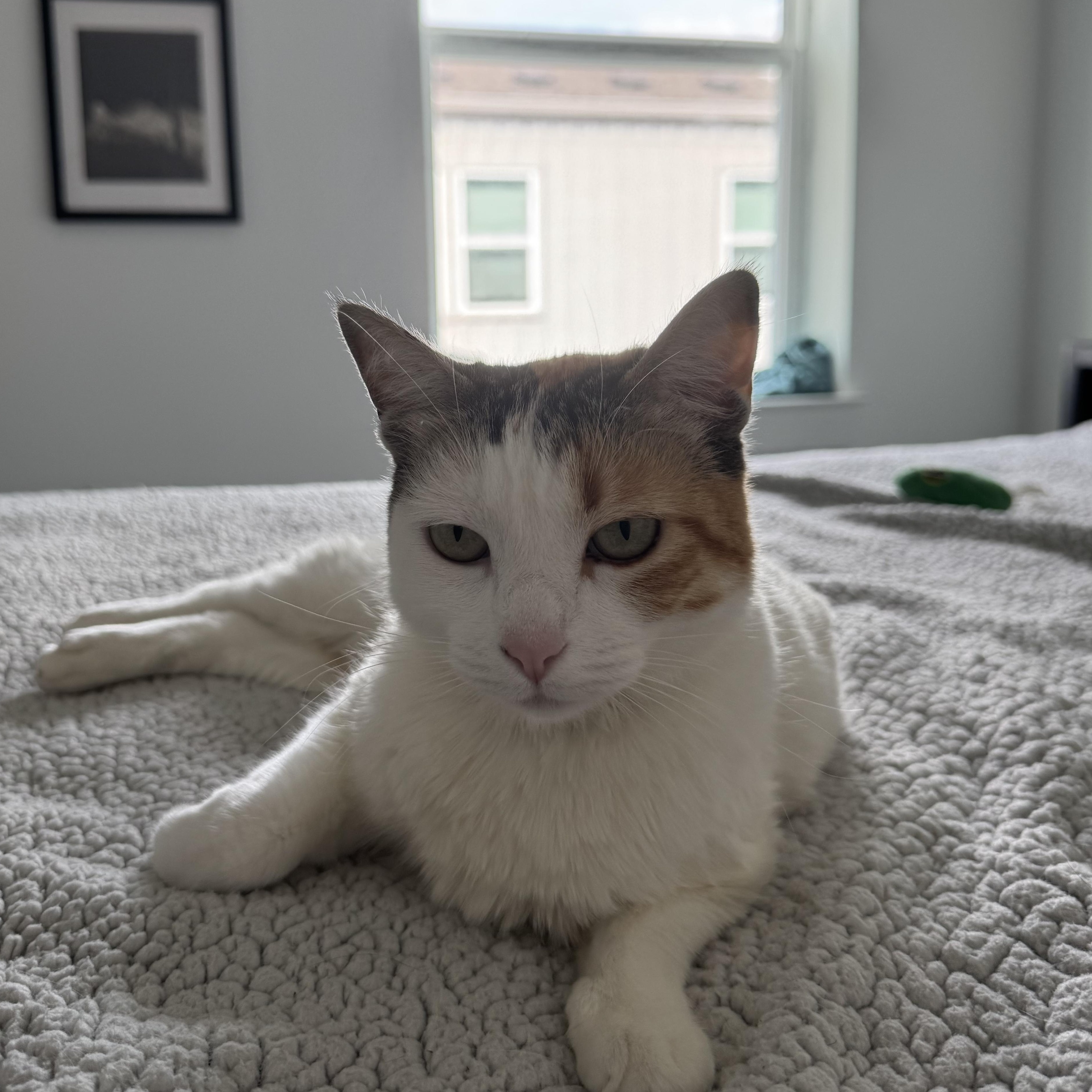 Enlarge Estelle, an adoptable American Shorthair in Austin, TX image 2/3