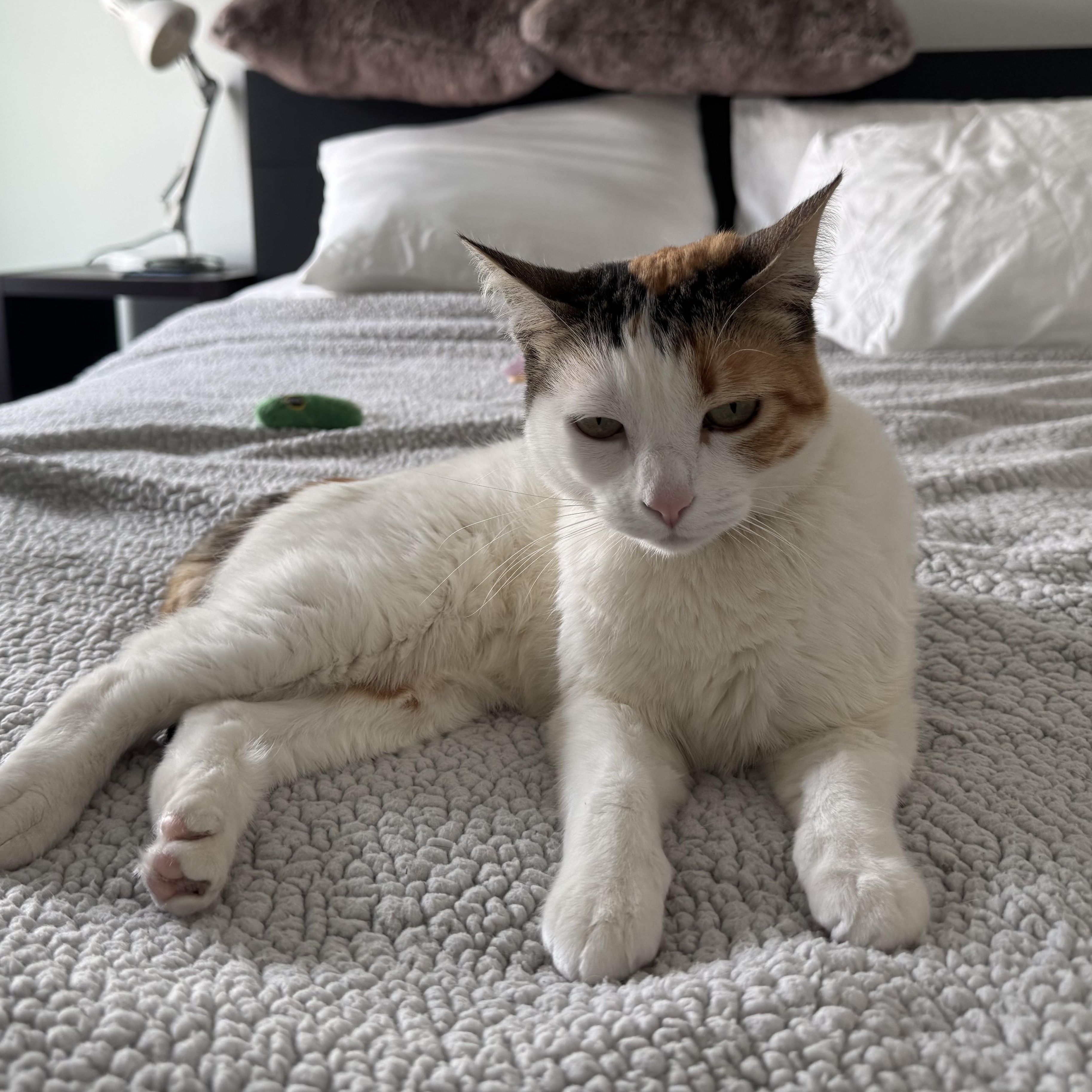 Estelle, adoptable, Adult Female American Shorthair.