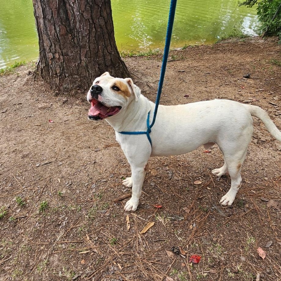 Cowboy, an adoptable American Bulldog in Willis, TX, 77378 | Photo Image 5