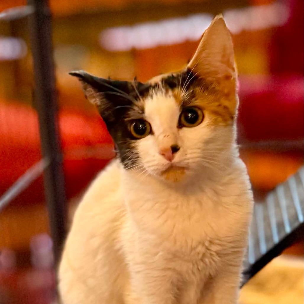 Maura, Adoptable, Kitten Female Domestic Short Hair.