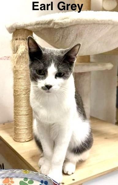 Enlarge Lady Gray & Earl Gray sister/brother pair, a Adoptable Tuxedo in Tustin, CA image 4/6