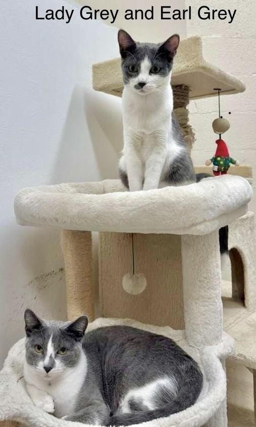 Enlarge Lady Gray & Earl Gray sister/brother pair, a Adoptable Tuxedo in Tustin, CA image 2/6