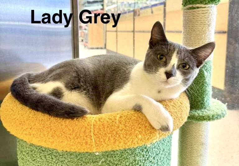 Enlarge Lady Gray & Earl Gray sister/brother pair, a Adoptable Tuxedo in Tustin, CA image 3/6