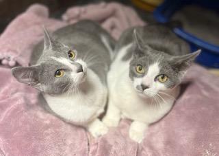 Enlarge Lady Gray & Earl Gray sister/brother pair, a Adoptable Tuxedo in Tustin, CA image 6/6