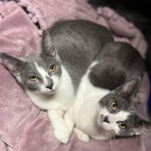 Enlarge Lady Gray & Earl Gray sister/brother pair, a Adoptable Tuxedo in Tustin, CA image 1/6
