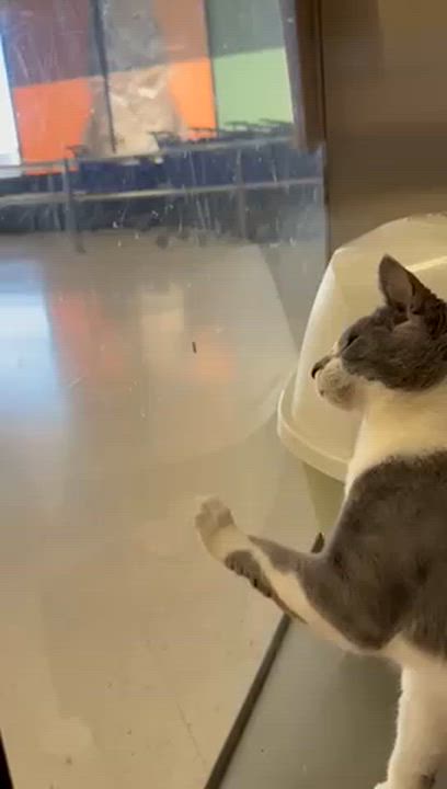 Enlarge Lady Gray & Earl Gray sister/brother pair, a Adoptable Tuxedo in Tustin, CA video 5/6