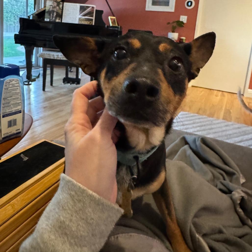 MAXIE — thumbnail 2