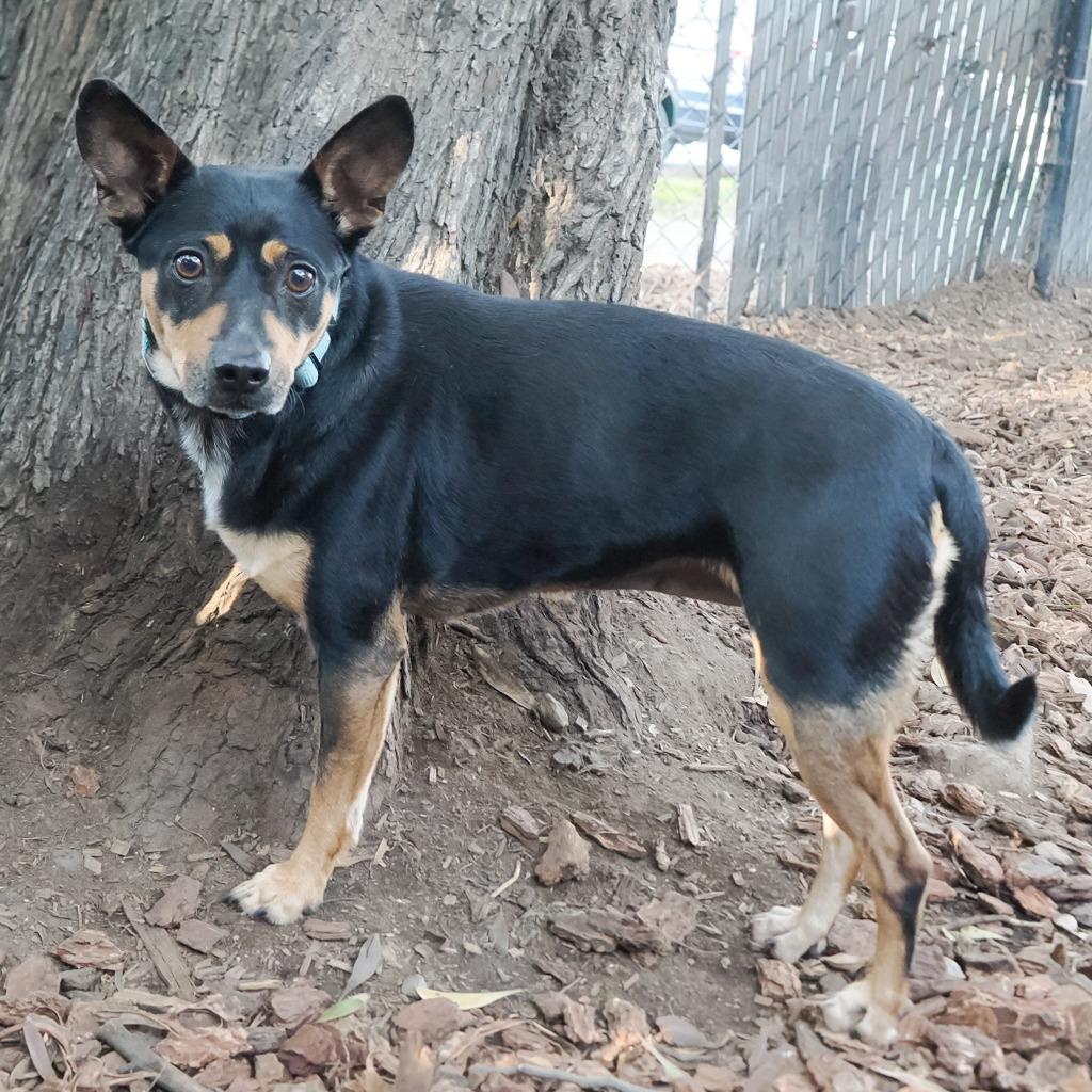 MAXIE — thumbnail 6