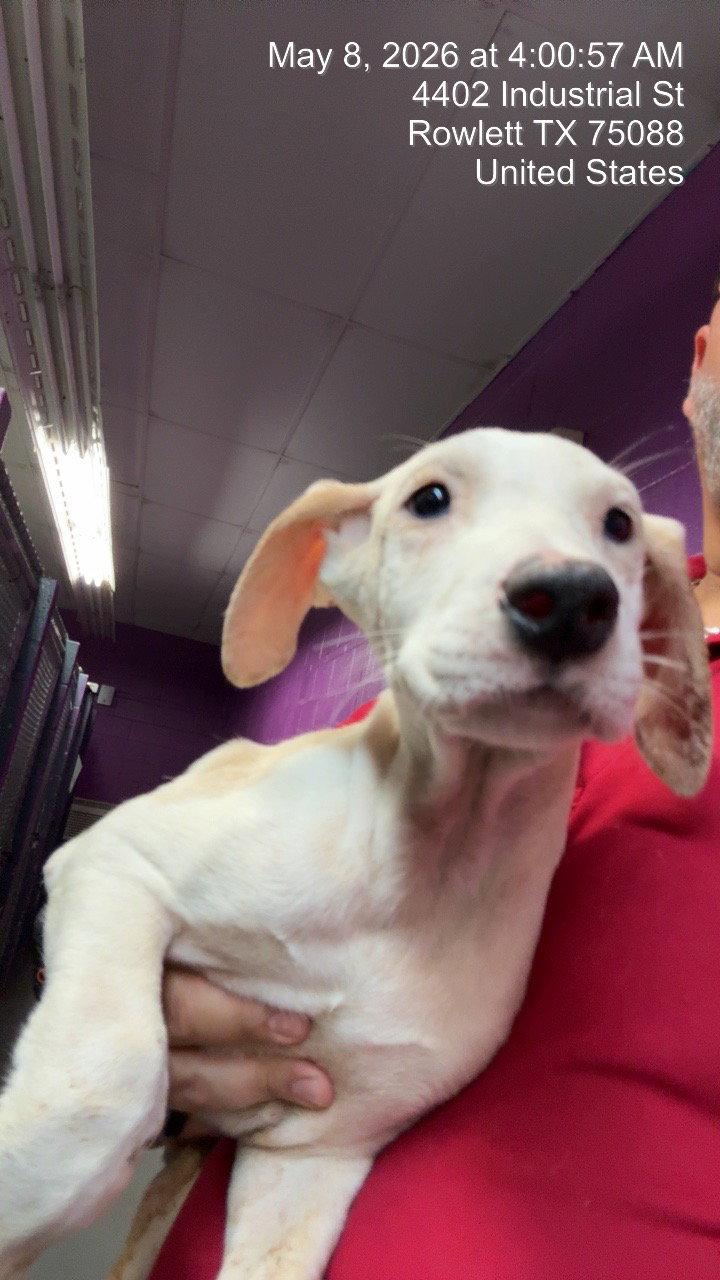 Judy garland, Adoptable, Young Female Dogo Argentino & Border Collie.