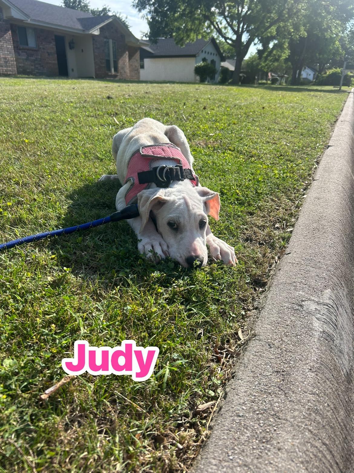 Enlarge Judy garland, a Adoptable mixed breed in Rowlett, TX image 1/3