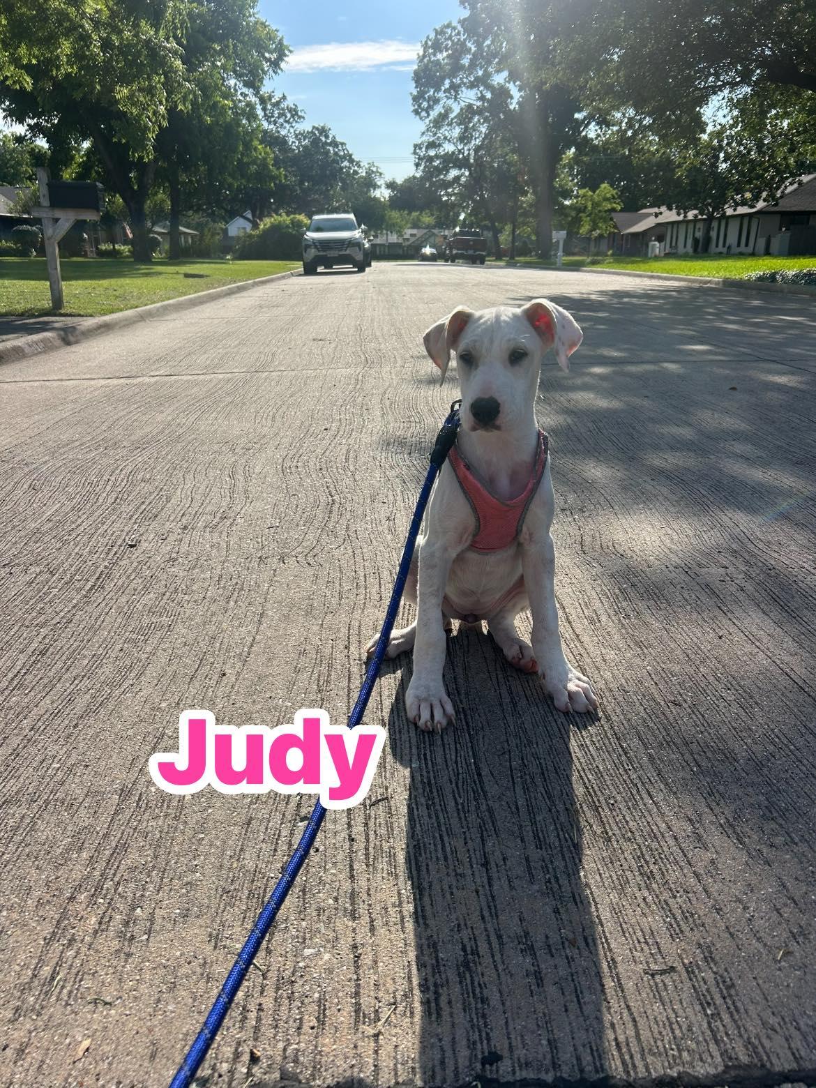 Enlarge Judy garland, a Adoptable mixed breed in Rowlett, TX image 2/3