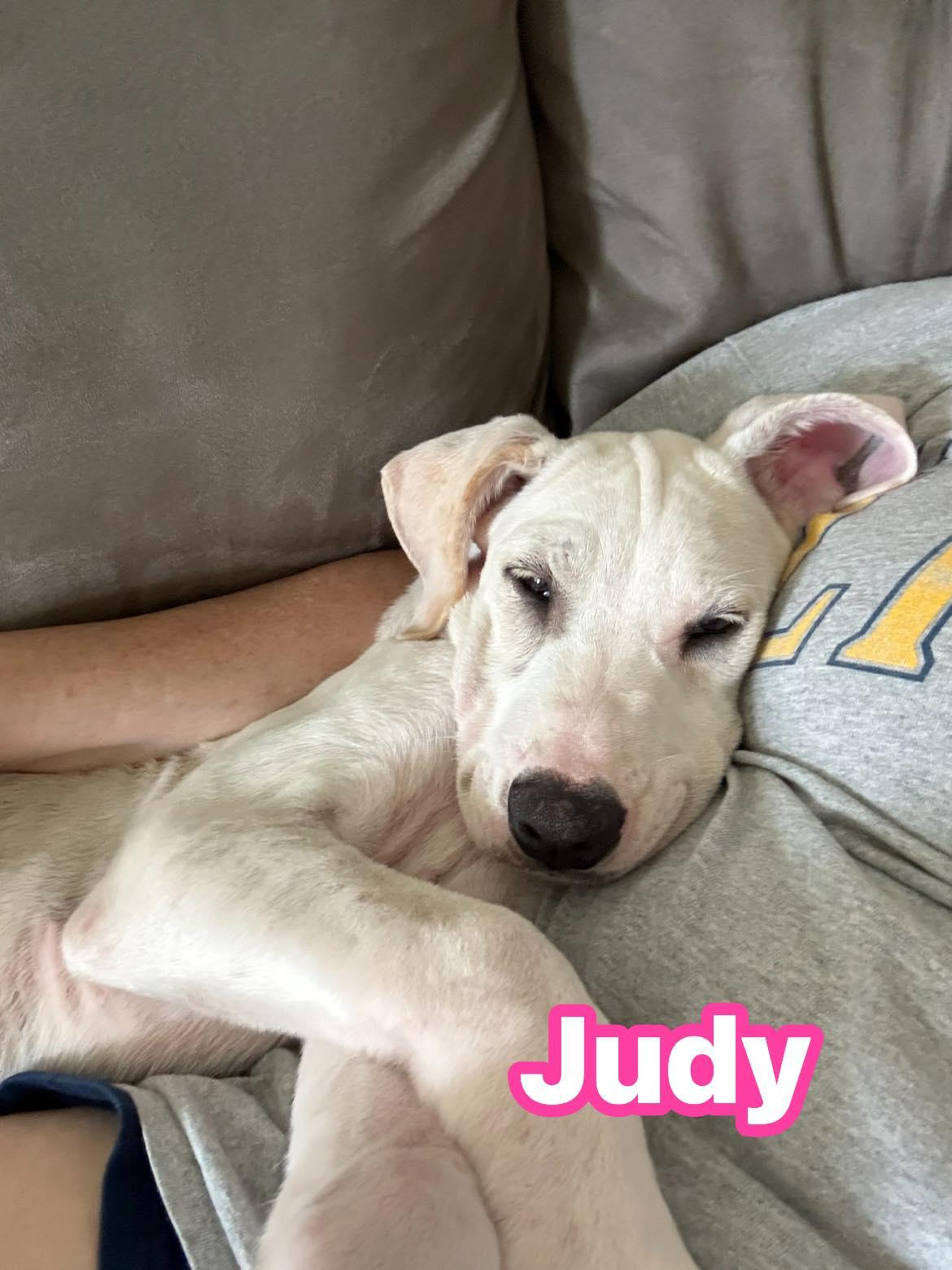 Enlarge Judy garland, a Adoptable mixed breed in Rowlett, TX image 3/3
