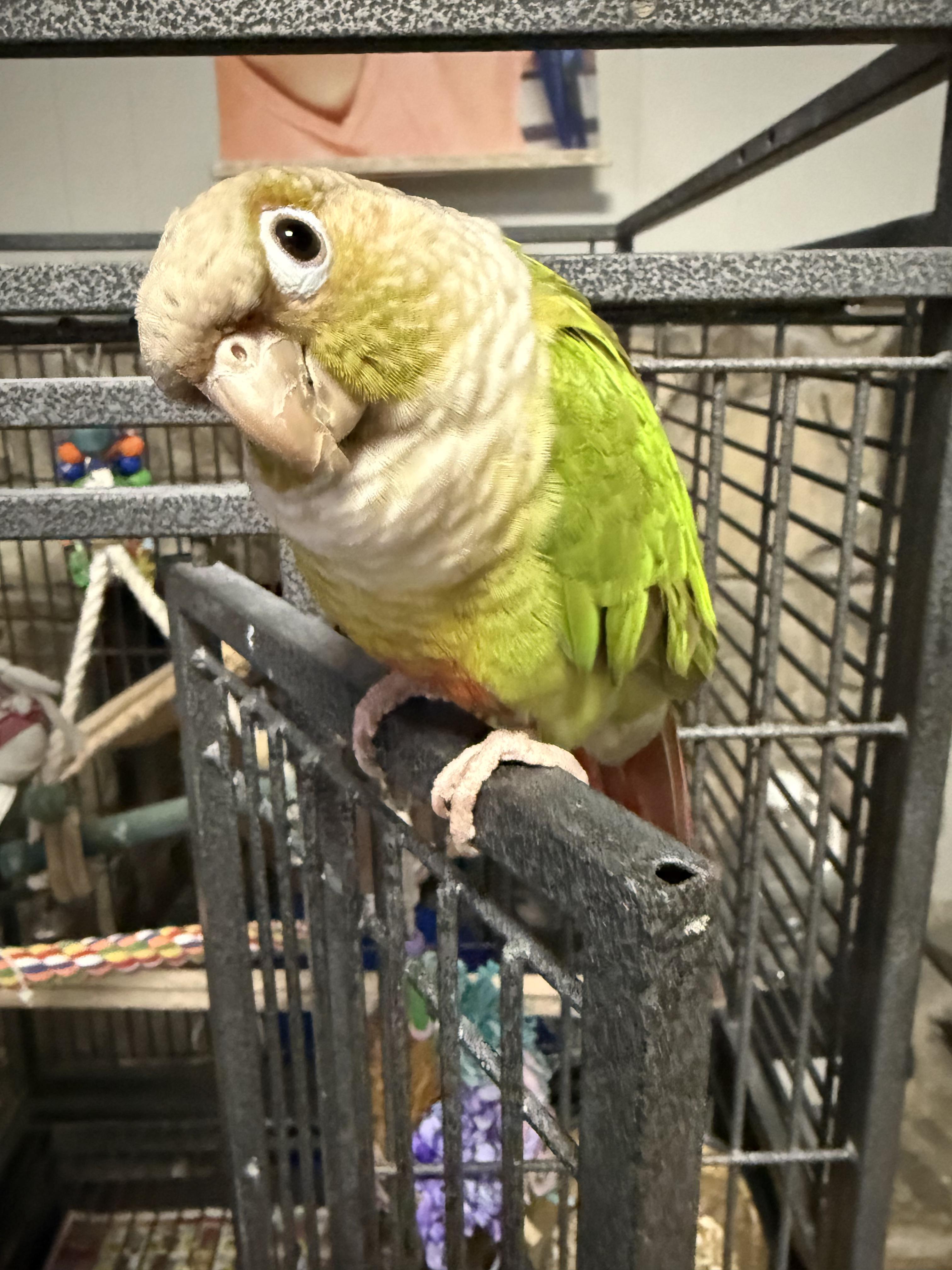 Monkey, a Adopted Conure in Los Angeles, CA image 1/3