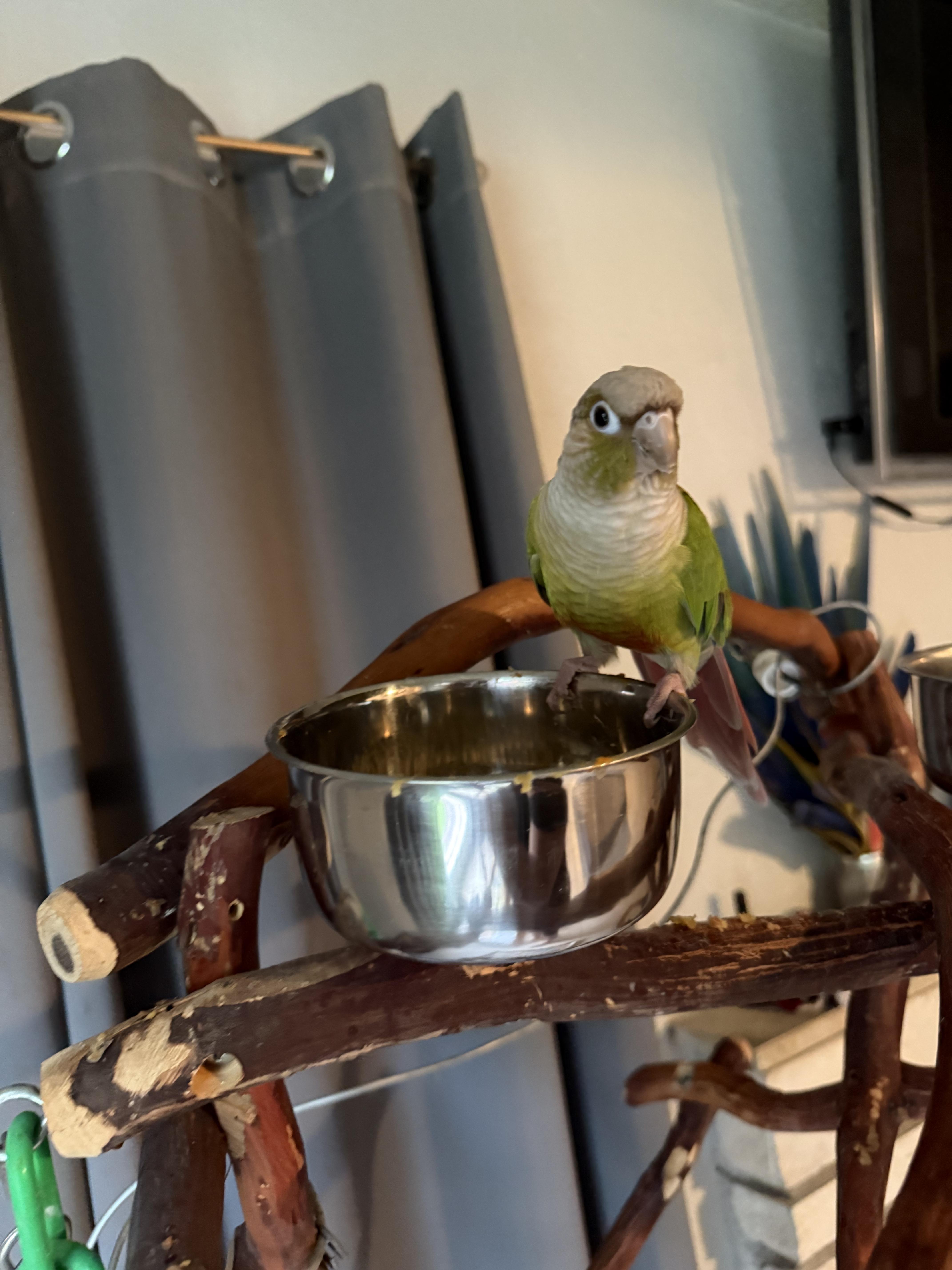 Monkey, a Adopted Conure in Los Angeles, CA image 3/3