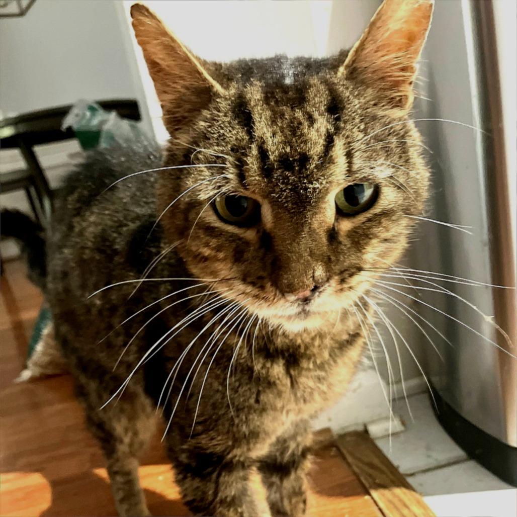 Charley, Adoptable, Adult Male Domestic Medium Hair.