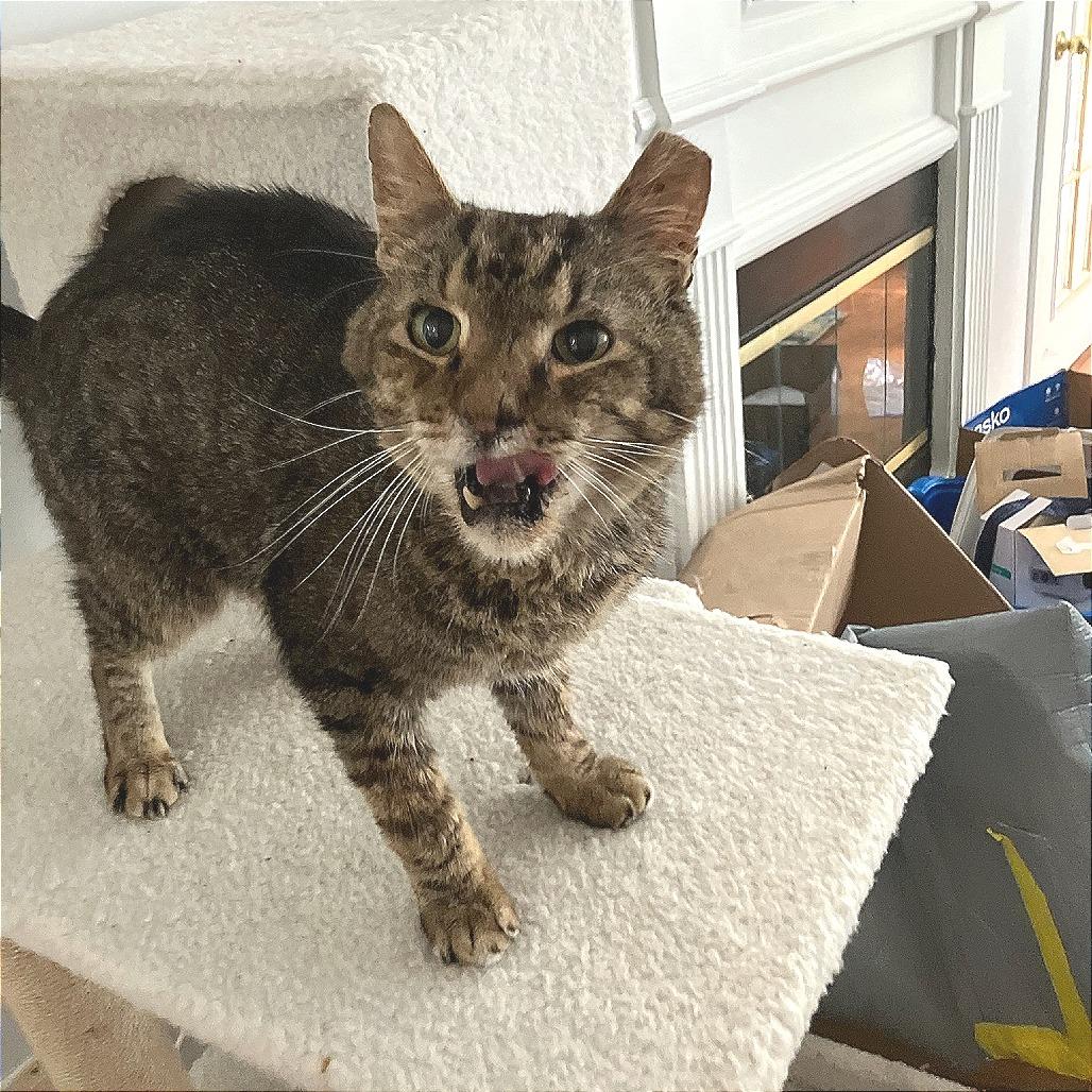 Enlarge Charley, a Adoptable Domestic Medium Hair in Atlanta, GA image 3/4