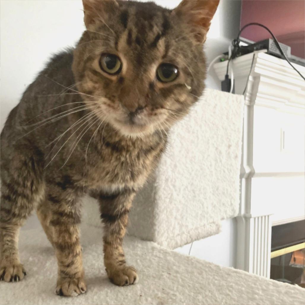 Enlarge Charley, a Adoptable Domestic Medium Hair in Atlanta, GA image 2/5