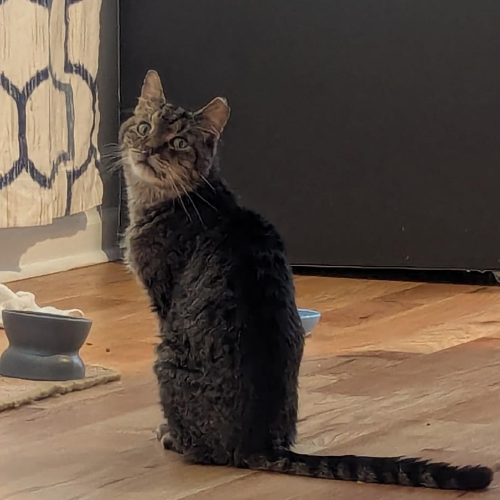 Enlarge Charley, a Adoptable Domestic Medium Hair in Atlanta, GA image 3/5