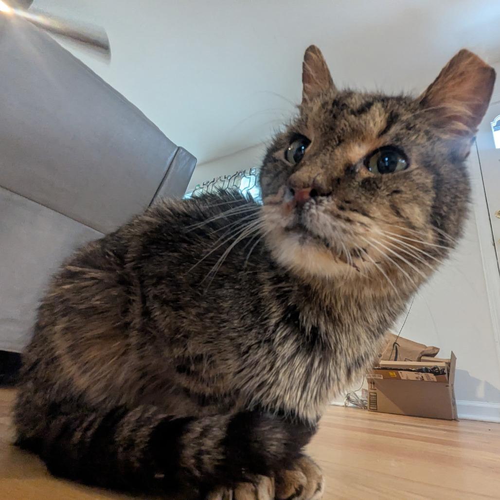 Enlarge Charley, a Adoptable Domestic Medium Hair in Atlanta, GA image 4/5