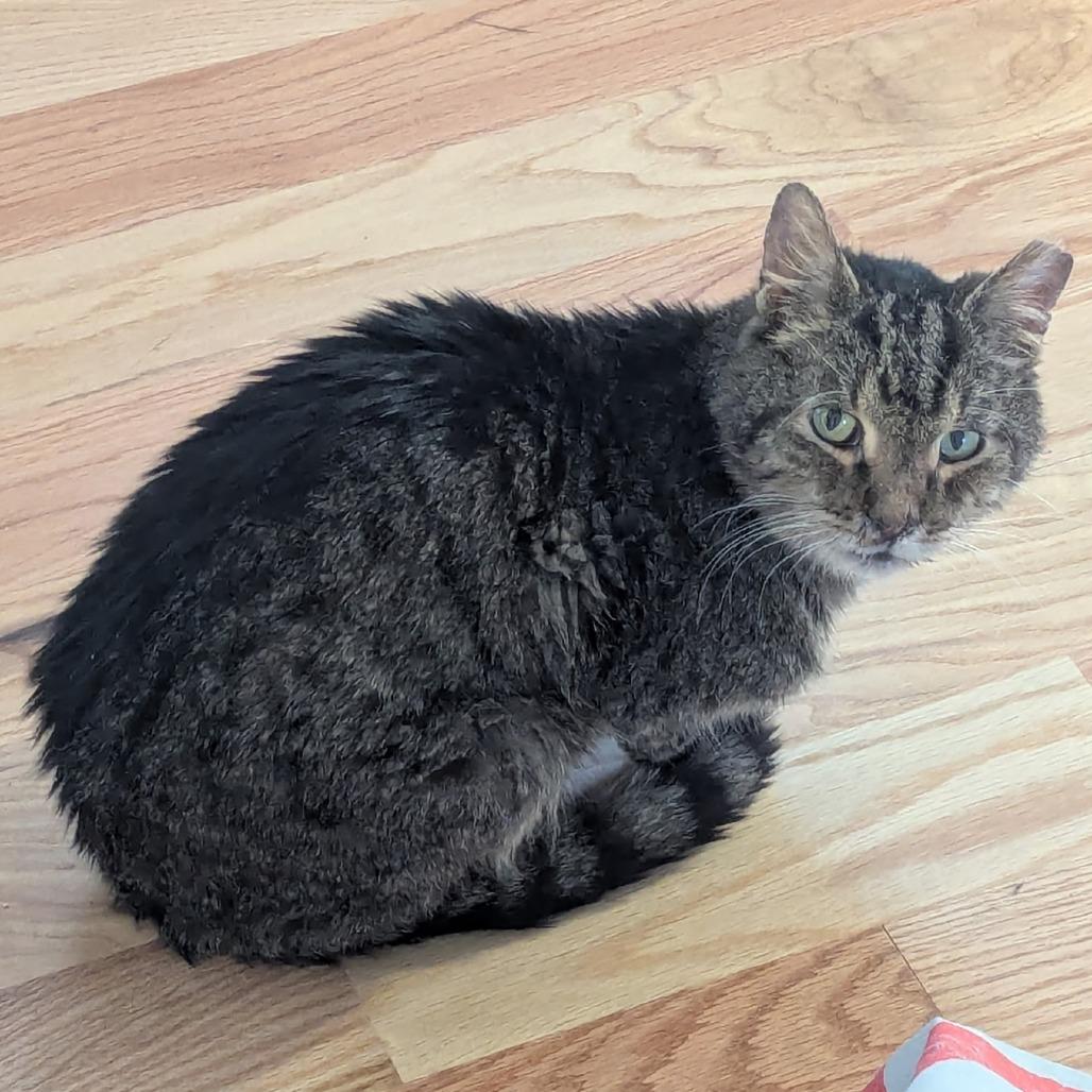 Enlarge Charley, a Adoptable Domestic Medium Hair in Atlanta, GA image 5/5