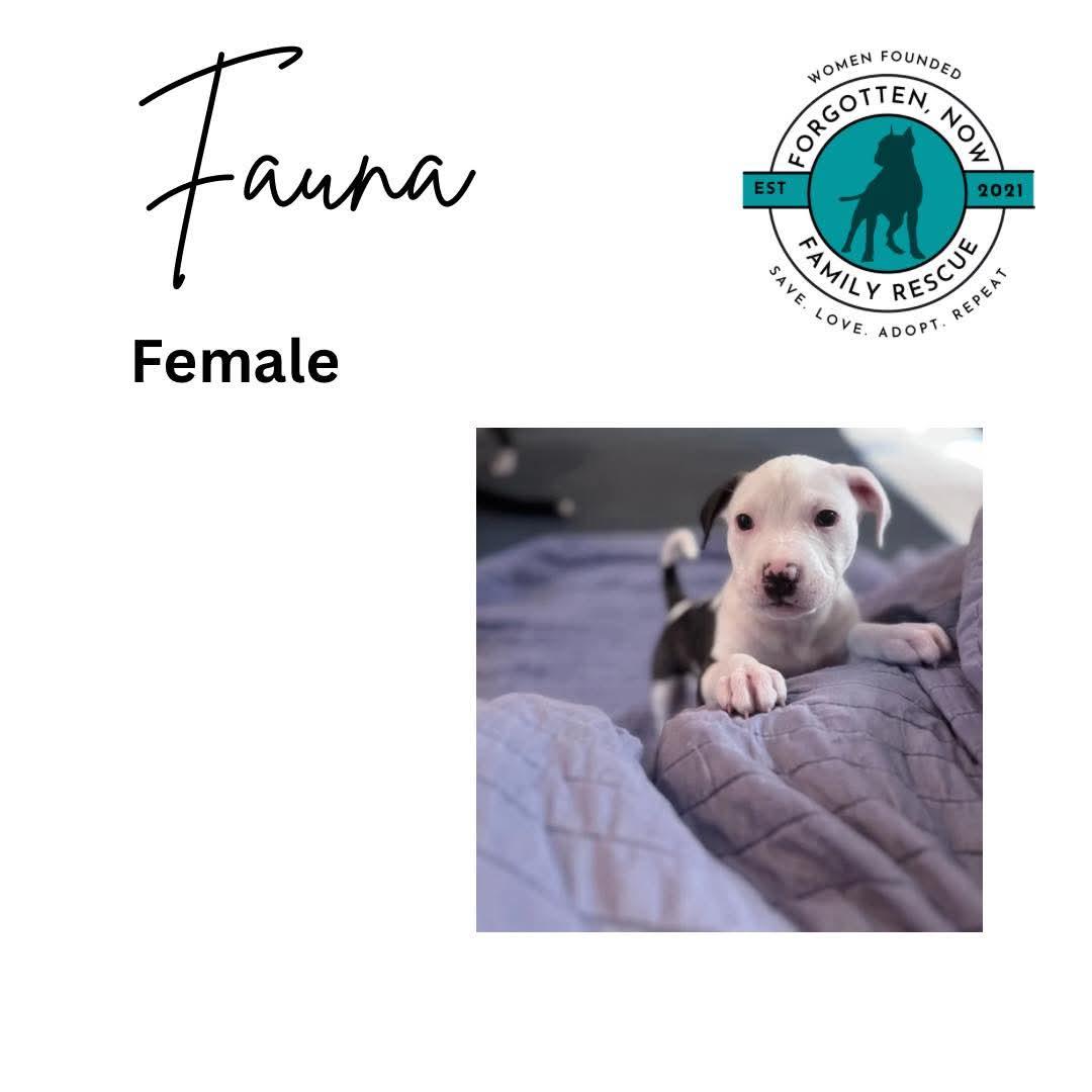 Fauna, Adoptable, Puppy Female Mixed Breed.