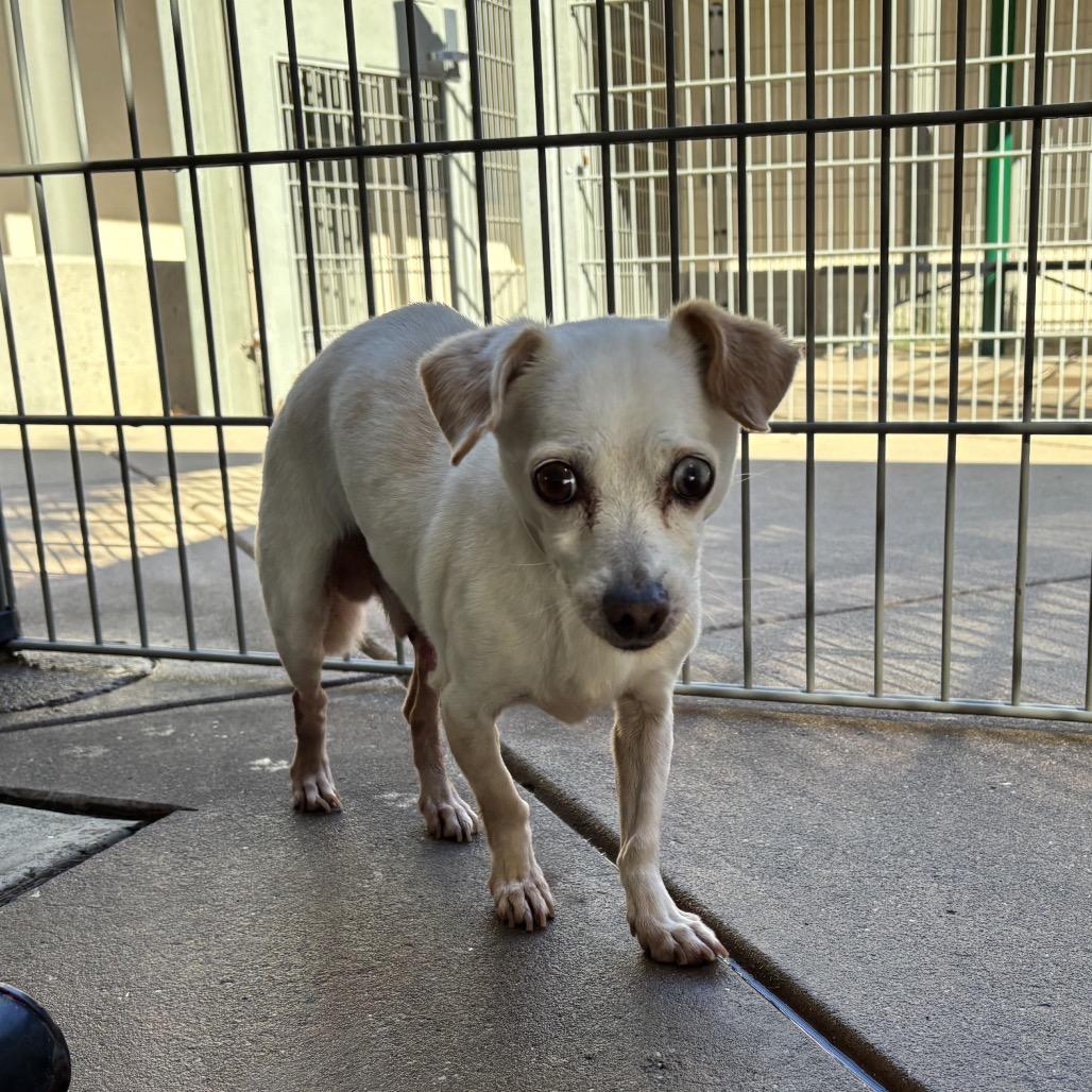 Everest, Adoptable, Senior Male Chihuahua.