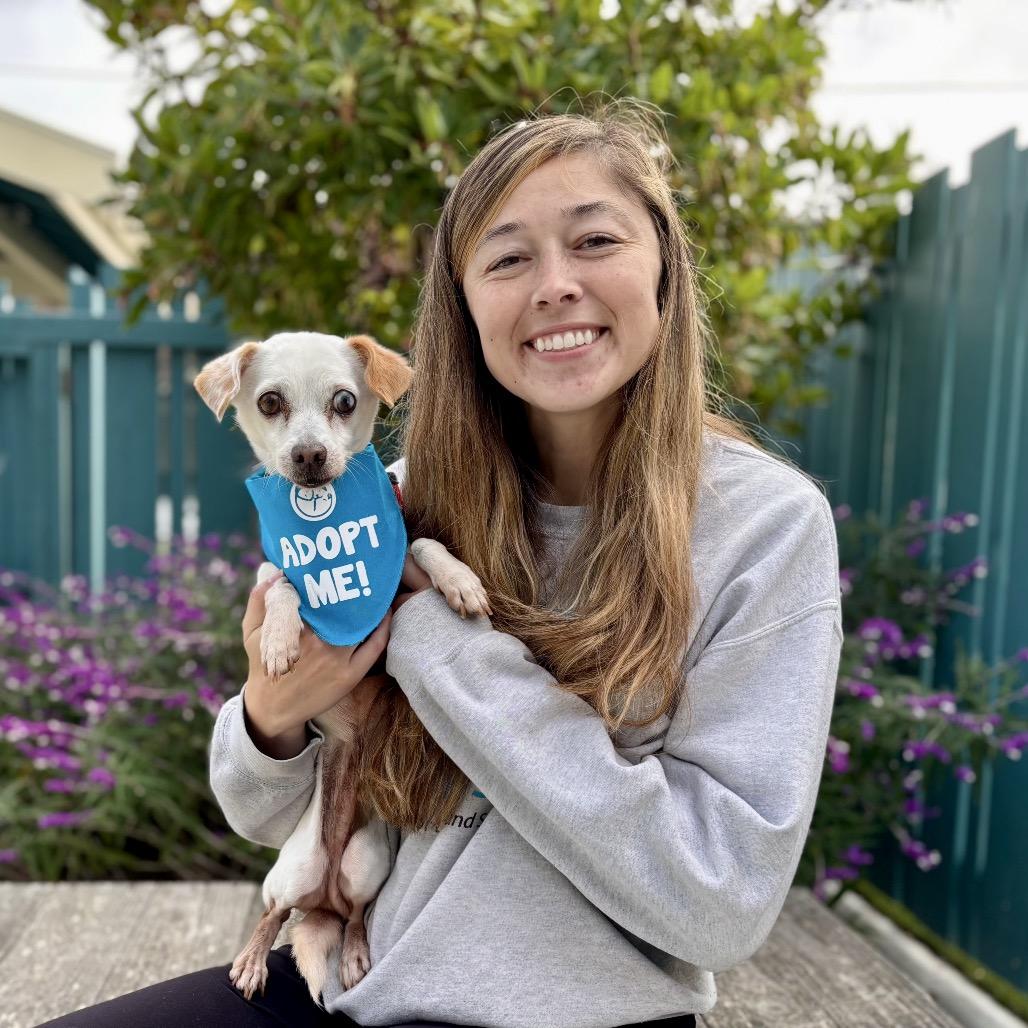 Enlarge Everest, a Adoptable Chihuahua in Pacific Grove, CA image 2/6