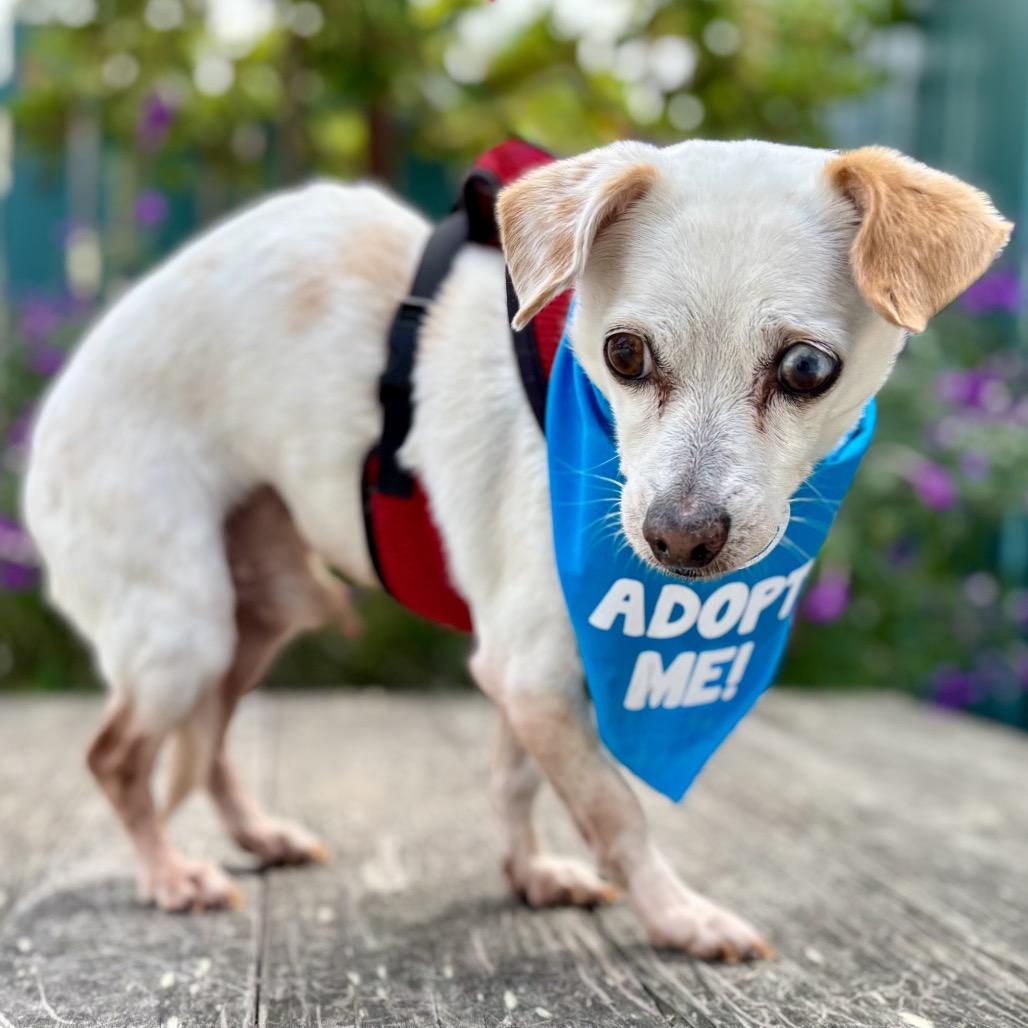 Enlarge Everest, a Adoptable Chihuahua in Pacific Grove, CA image 3/6