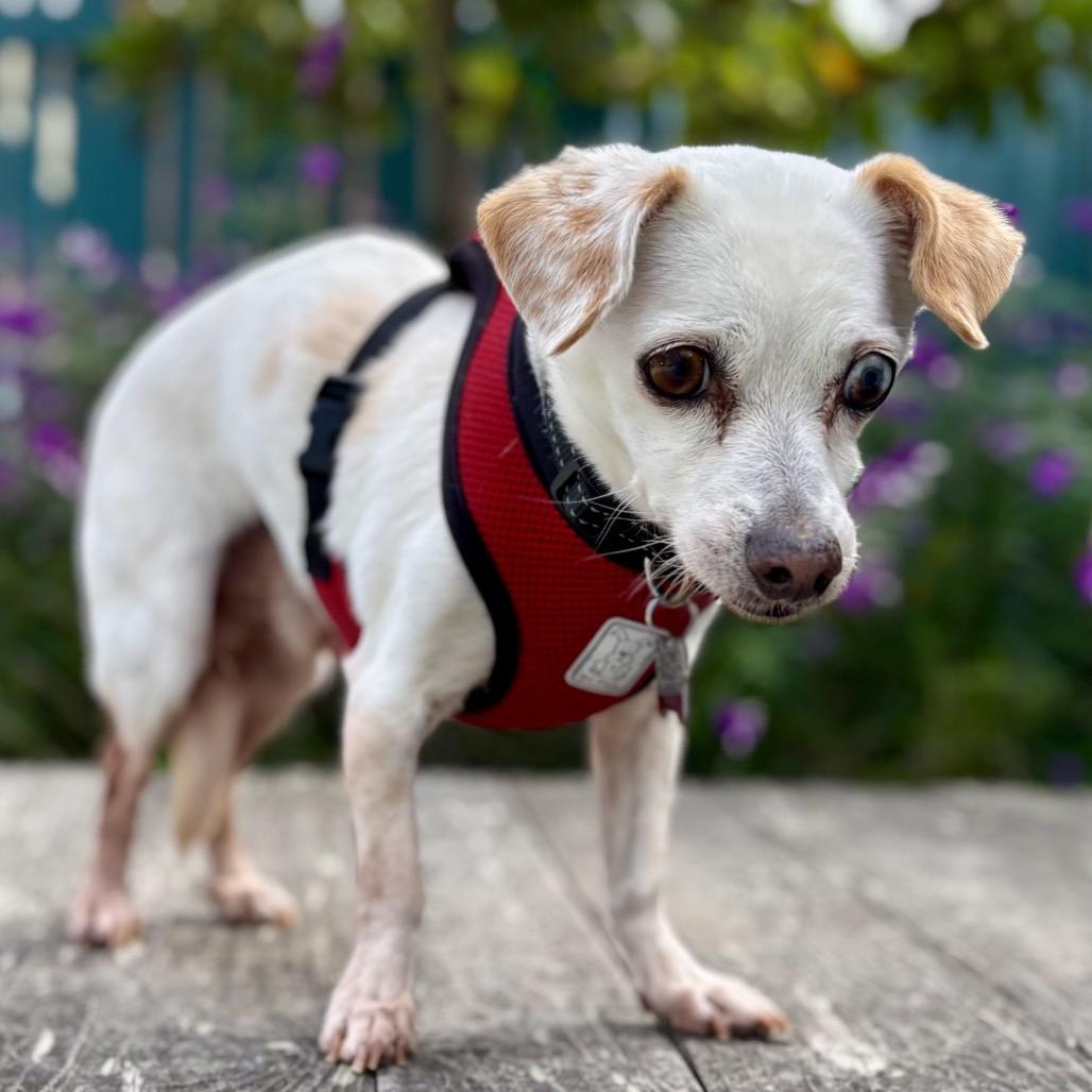 Enlarge Everest, a Adoptable Chihuahua in Pacific Grove, CA image 4/6
