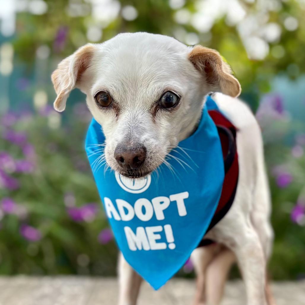 Enlarge Everest, a Adoptable Chihuahua in Pacific Grove, CA image 5/6