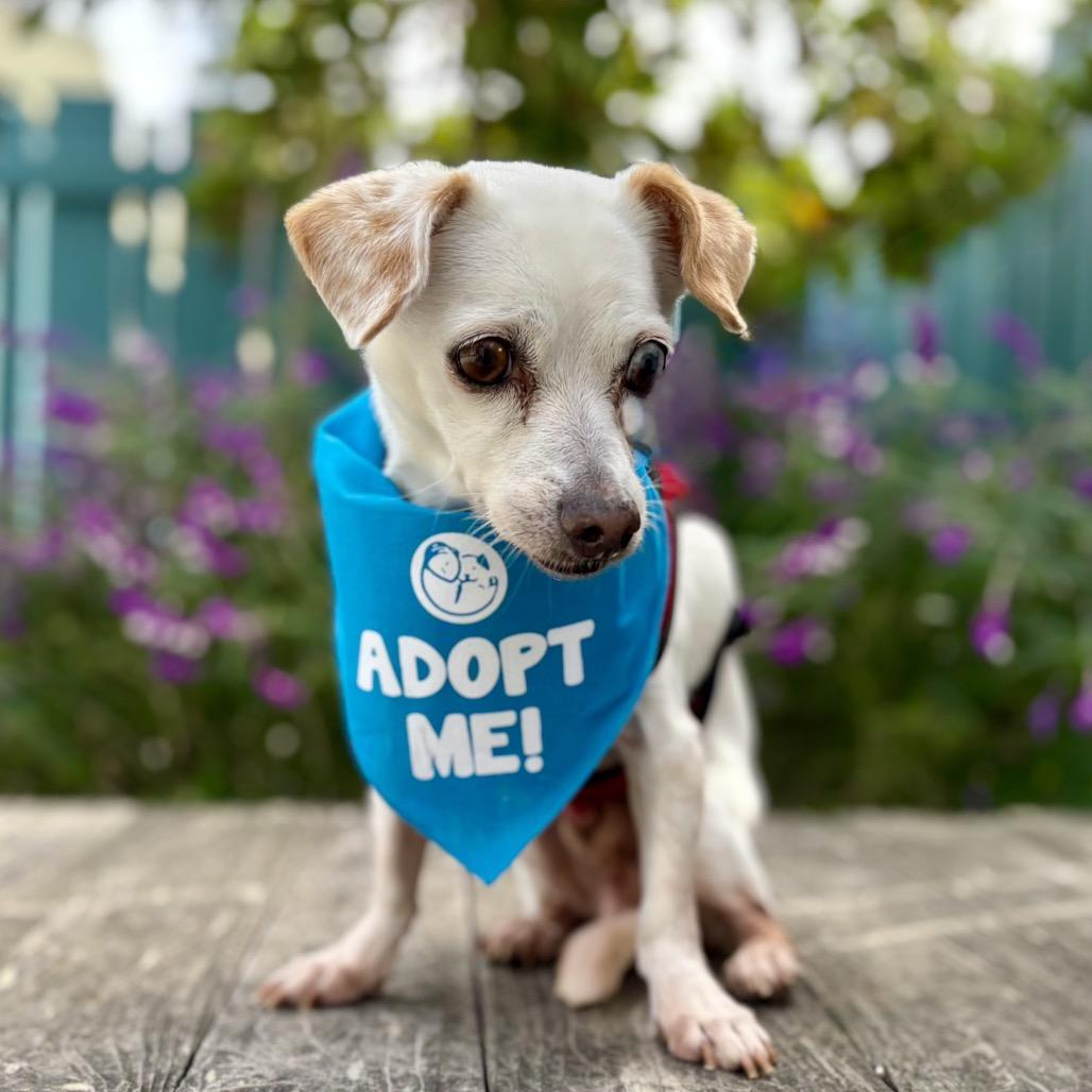 Enlarge Everest, a Adoptable Chihuahua in Pacific Grove, CA image 6/6