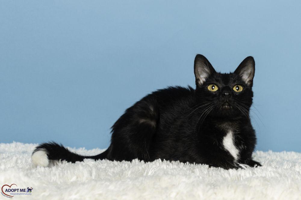 Star, Adoptable, Adult Female Domestic Short Hair.